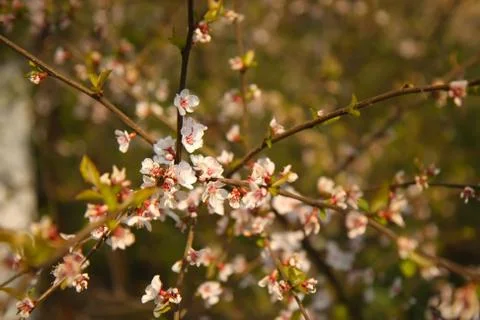 Apple tree blossoms Stock Photos