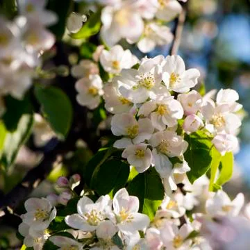 Apple tree blossoms Stock Photos