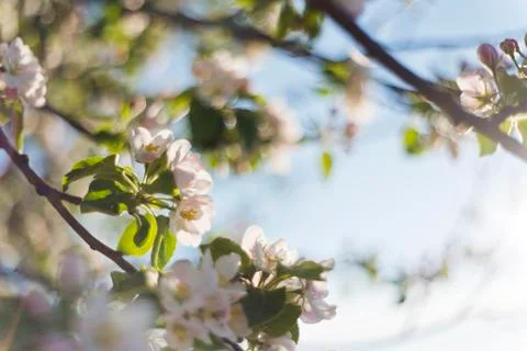 Apple tree blossoms Stock Photos
