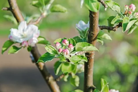 Apple-tree blossoms Stock Photos