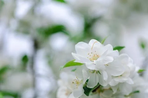 Apple tree blossoms Stock Photos