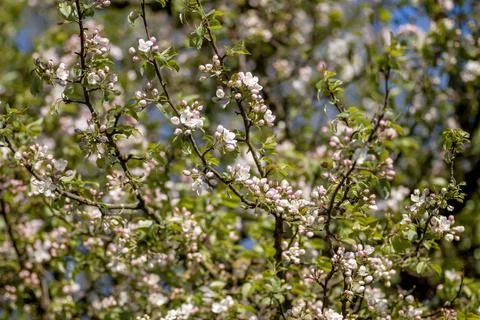 Apple tree blossoms Stock Photos