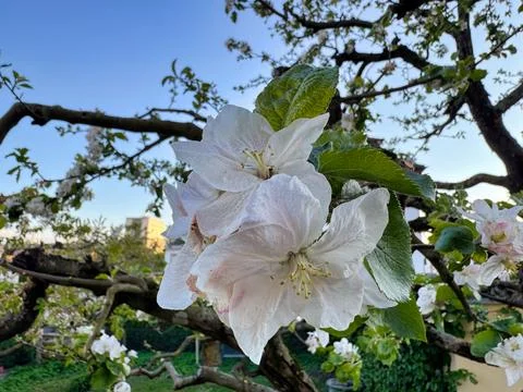 Apple tree blossoms Stock Photos