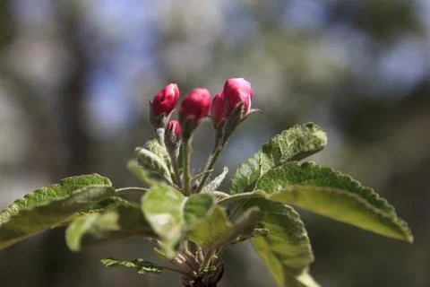Apple tree blossoms with pink buds and green leaves in spring sunlight Stock Photos
