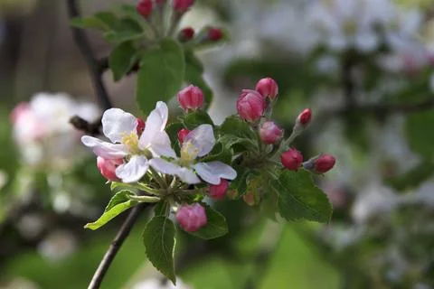 Apple tree blossoms with pink buds and green leaves in spring sunlight Stock Photos