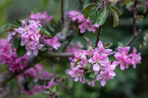 Apple tree blossoms with pink flowers and green leaves in spring setting Photos