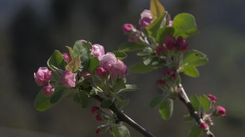Apple tree blossoms pink Vídeo Stock 151849543
