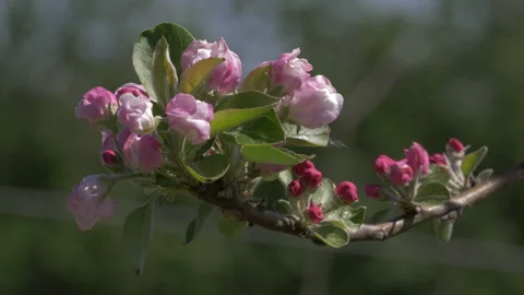 Apple tree blossoms pink Stockbeeldmateriaal 151850958