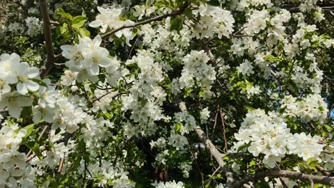 Apple Tree Blossoms In Spring Bloom Close Up 4K Stock Footage 335093895