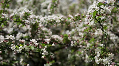 Apple tree blossoms in Spring orchard Stock Footage 24672665