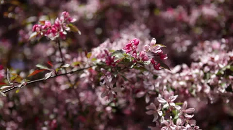 Apple tree blossoms in Spring orchard Stock Footage 24674223