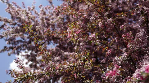 Apple tree blossoms in Spring orchard Stock Footage 24674343