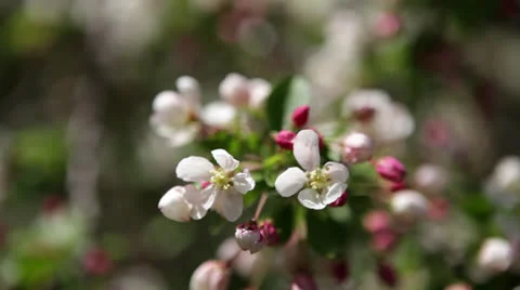 Apple tree blossoms in Spring orchard Stock Footage 24684676