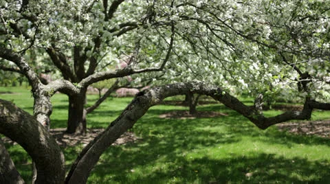 Apple tree blossoms in Spring orchard Stock Footage 24685441
