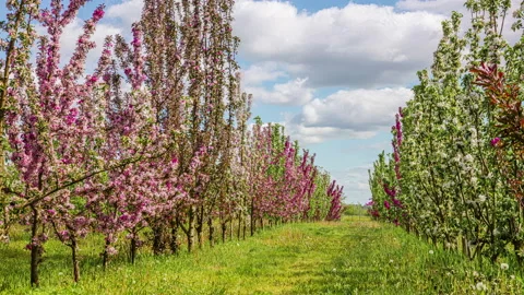 Apple tree blossoms in spring on a rural farm. Beautiful time-lapse. Stock Footage 196903837