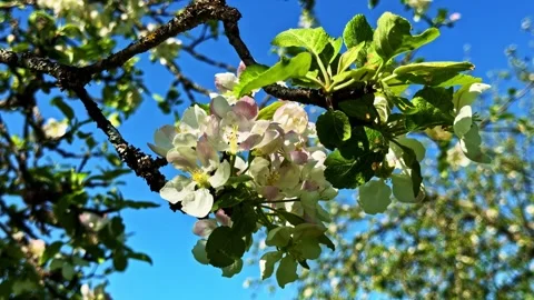 Apple Tree Blossoms in Spring Sunlight on Branch, Cesis, Latvia Garden Close Up Stock Footage 346246868