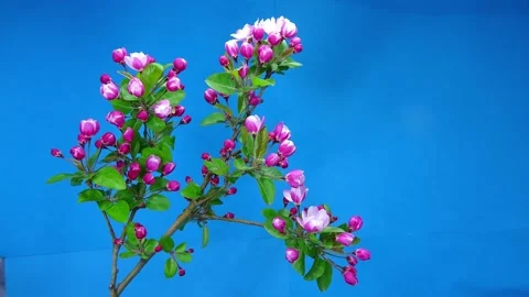 Apple tree blossoms in spring, time-lapse Stock Footage 152089690