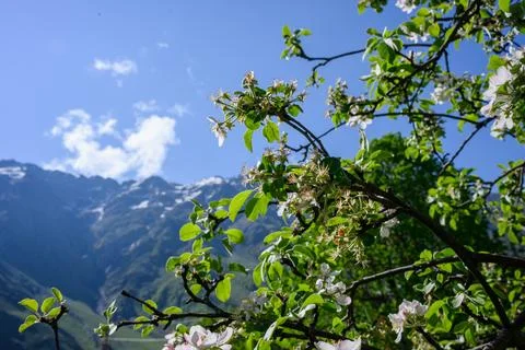 Apple tree blossoms in Stepantsminda with Mount Kazbek view, spring mountain 스톡 사진
