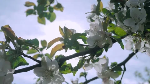 Apple Tree Blossoms Sun 4K 스톡 동영상 132202024