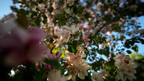 Apple tree blossoms sway gently in afternoon sunlight under clear blue sky with Stock Footage 346774125