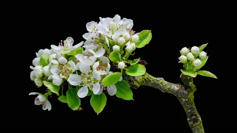 Apple tree blossoms time lapse Stock Footage 238600324