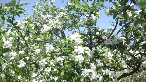 The Apple Tree Blossoms Under the Bright Spring Sky. Stockbeeldmateriaal 335679756