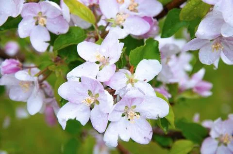 Apple Tree Blossoms with Water Drops in Spring Garden Stock Photos