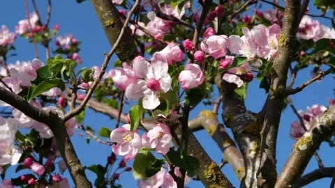 Apple Tree Blossoms in the Wind – Colorful 4K Cinematic 動画素材 320170367