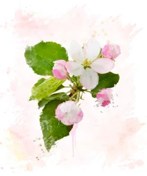 Apple Tree Blossom.Watercolor Stock Illustration