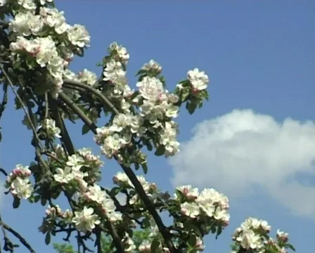 Apple tree blossomy Stock Footage 312278
