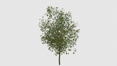 Apple Tree blowing in the wind. Alpha Channel. Loop Animation Stock Footage 278928515