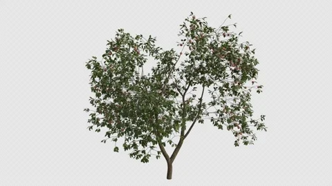 Apple Tree blowing in the wind. Alpha Channel. Loop Animation Stock Footage 278928724