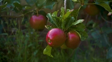Apple tree blowing in the wind Stock Footage 85630462
