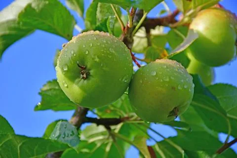 Apple on a tree with a blue sky Stock Photos