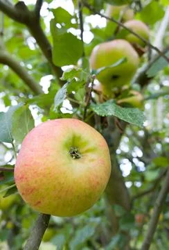 Apple tree, bramley apple growing in UK Stock Photos