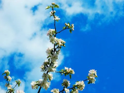 An apple tree branch against the blue sky Stock Photos