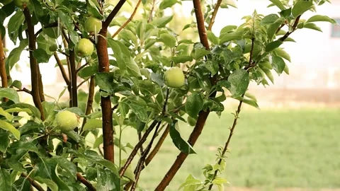 Apple tree branch with apples, after the rain outdoors Stock Footage 259547743