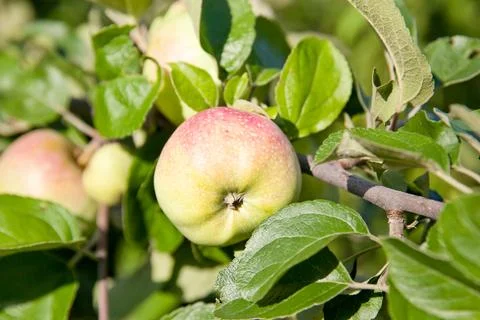 Apple tree branch with apples on a blurred background during ripening. Stock Photos