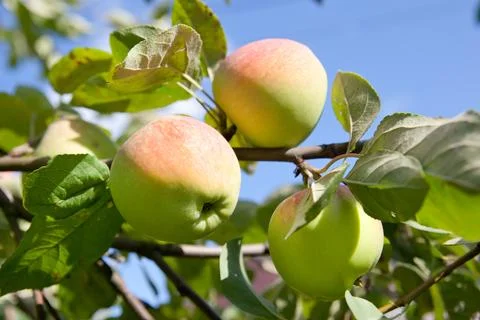 Apple tree branch with apples on a blurred background during ripening. Stock Photos