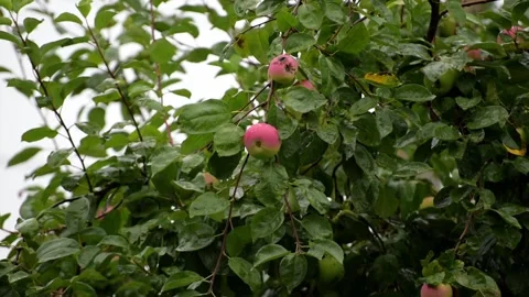 Apple tree branch with apples in the pouring rain Stock Footage 163078703