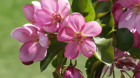 An apple tree branch with beautiful pink flowers Stock Footage 330807347