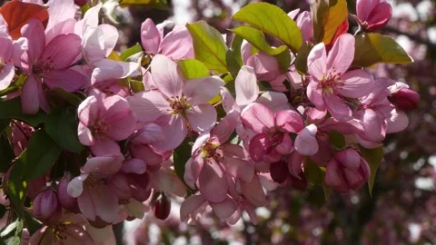 An apple tree branch with beautiful pink flowers Stock Footage 330807361
