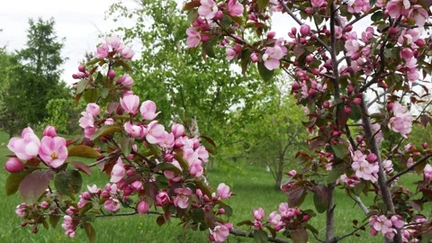 An apple tree branch with beautiful pink flowers Stock Footage 330807593