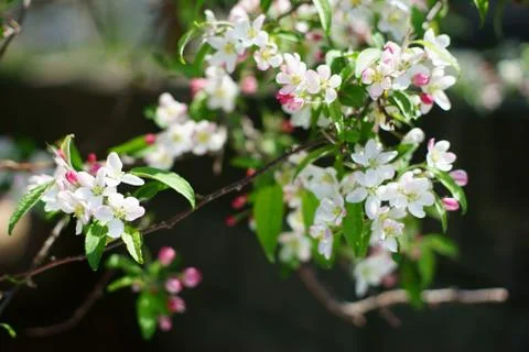 Apple tree branch in bloom. Stock Photos