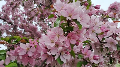Apple tree branch blooming with pink flowers. Stock Footage 309623969