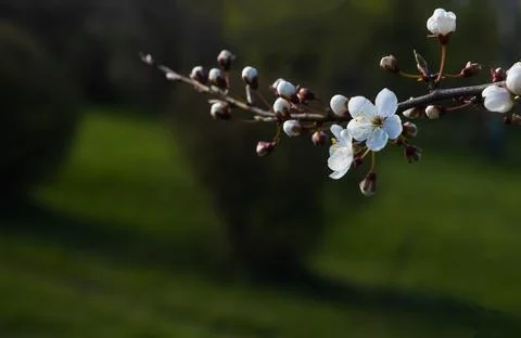Apple tree branch with blooming white flowers on blurred spring green backg.. Stock Photos