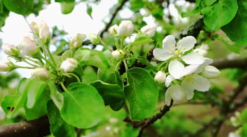 Apple Tree Branch Blooms Stock Footage 44668991