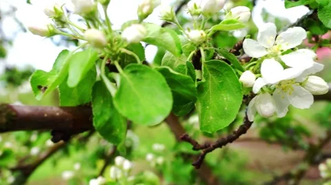 Apple Tree Branch Blooms Stock Footage 45665884