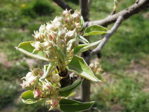 Apple tree branch with blossoming bud, unopened apple blossom in spring Stock Photos