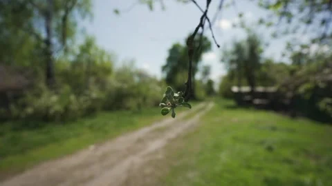 Apple tree branch with blossoming flowers and leaves against rural dirt road Stock Footage 307616532